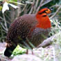 Tragopan country  